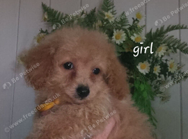 Cavapoochon