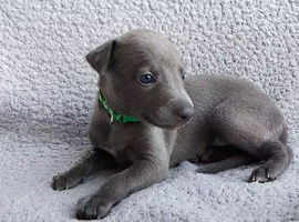 KC registered- True to type whippets