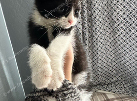 Kitten