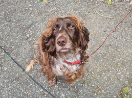 Cocker spaniel