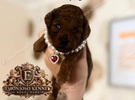 5-star licensed ESPONJOSO Exclusive Half Asian Toy Poodles | August 2026