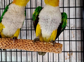 Stunning pair yellow thighed Caique