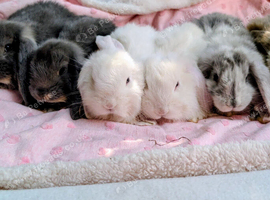 French Lop Rabbits &ndash; Ready from 4th September
