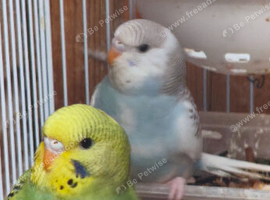 5 young budgies for sale in Maidstone