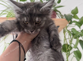 Female Maine Coon.