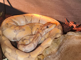 Banana Ball Python