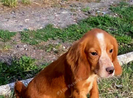Beautiful gold working cocker spaniel boy