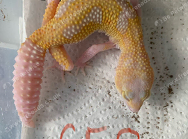 Albino leopard gecko cb26