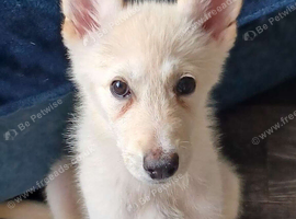 Koda.