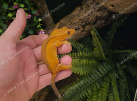 Crested gecko and enclosure