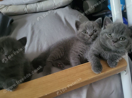 Gorgeous pedigree British shorthaired for sale