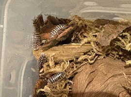 Zebra Isopods