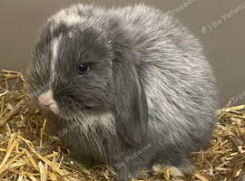Last Stunning mini lop bunny