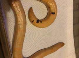 Adult female paradox albino Kenyan sand boa