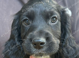 Beautiful 8 week old cocker spaniel puppies