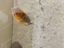 2x fancy goldfish