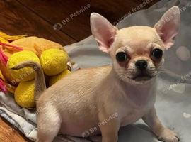 Beautiful Cream Chihuahua Puppies Xxs