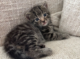 Bengal Kittens