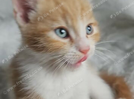 Ginger and white male kitten for sale x
