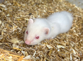 Ferret babies