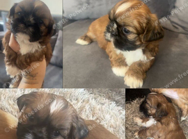 Title Stunning chocolate imperial Shih Tzu puppies