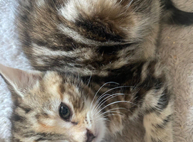 Adorable 10 week old Mixed Breed kittens