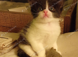 &pound;50 ready to go now kittens
