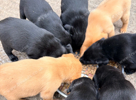 Labrador puppies