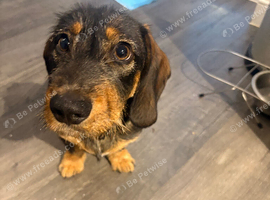 Dachshund