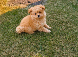 Pomeranian puppy for sale