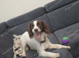 Female cocker spaniel
