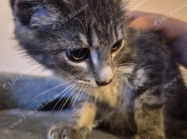 Beautiful Shy Female Kitten