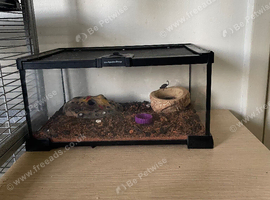 2 FLAT ROCK SCORPIONS