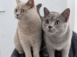 Two Beautiful British Shorthair Kittens &ndash; Must Stay Together