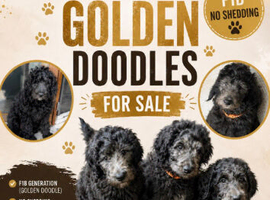 F1B  Rare black standard Goldendoodle puppies in North Wales