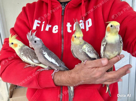 Super silly hand tamed baby cockatiels