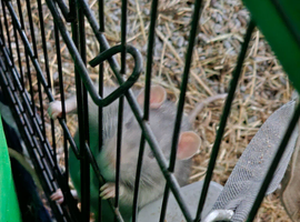 2 friendly rats