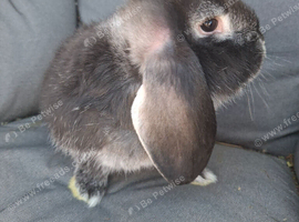 Vaccinated baby french lop doe