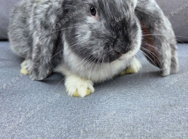 FRENCH LOP BABIES - READY FOR THEIR FOREVER HOMES