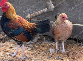 Pair of game bantams