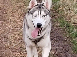 Siberian husky