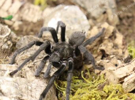 Mature male Rio Grande gold