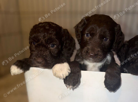 Cocker spaniel cross toy poodle puppy&rsquo;s for sale