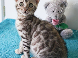 Gorgeous Bengal Rosette Kitten