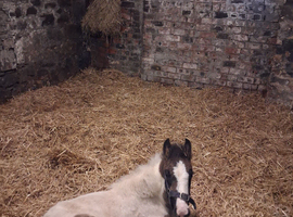 Cob filly foal