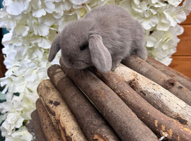 Exceptional Mini Lops! Waiting list open!