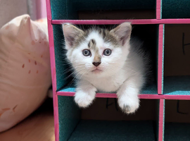 Fluffy kittens for sale