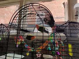 Love birds