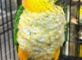 Stunning Baby Caique Parrot