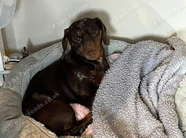 Miniature Dachshund